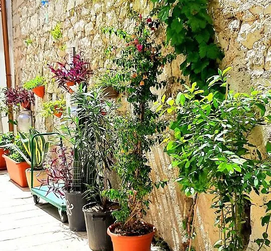 Asfodelo Ragusa